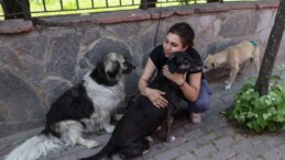 AKP sokak köpekleri teklifini Meclis’e sunacak: ‘Uyutma’ya sınırlama getiriliyor, sokağa terk edene ceza artırılıyor