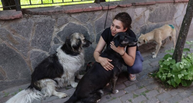 AKP sokak köpekleri teklifini Meclis’e sunacak: ‘Uyutma’ya sınırlama getiriliyor, sokağa terk edene ceza artırılıyor