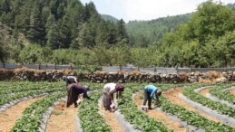 Amanos Dağları’nın eteklerinde yetişiyor! Depremzede kadınlar tarafından üretiliyor