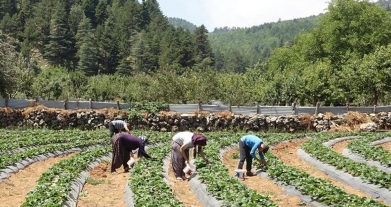 Amanos Dağları’nın eteklerinde yetişiyor! Depremzede kadınlar tarafından üretiliyor