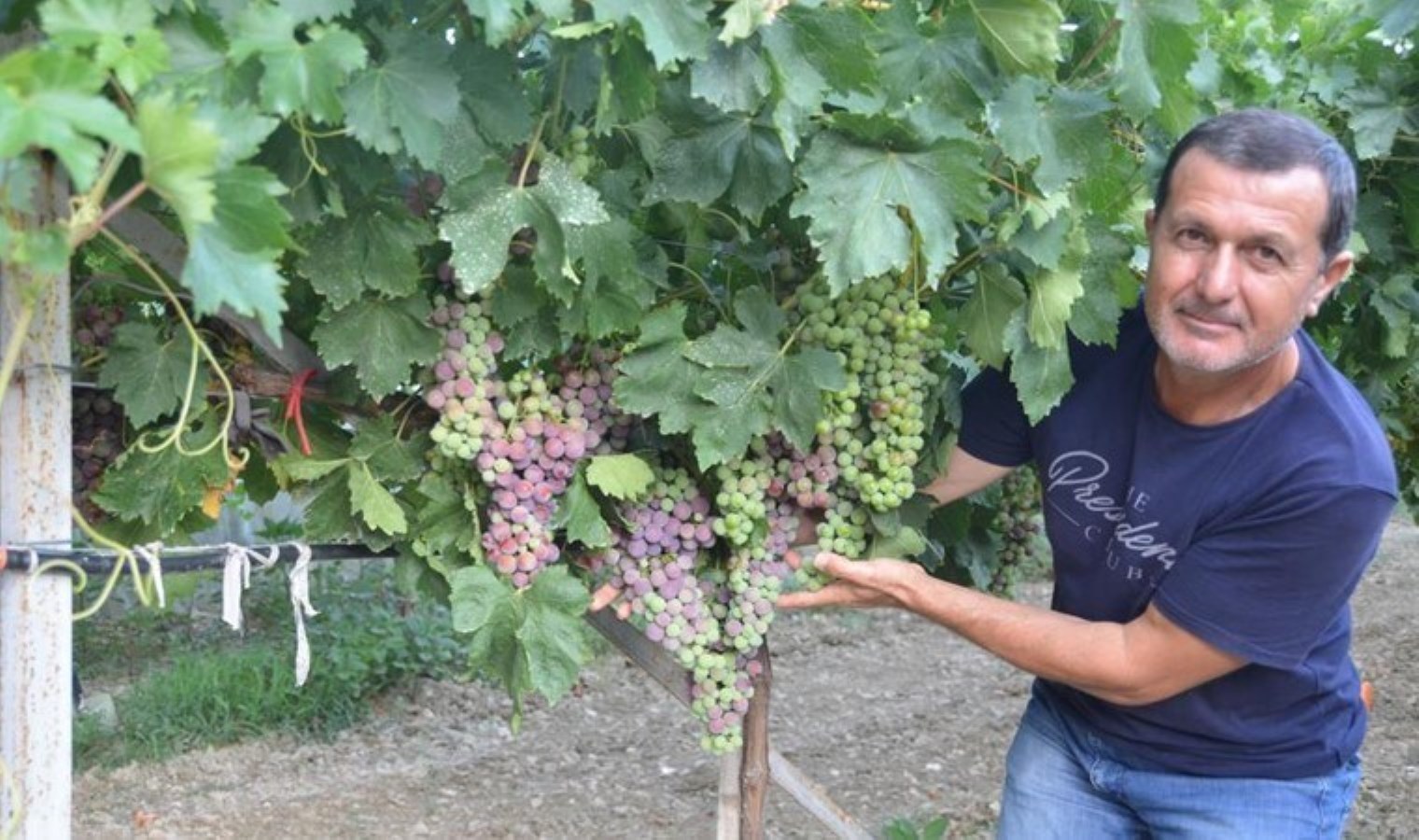 Antalya’da üzümde bu yıl yüzde yüz rekolte bekleniyor