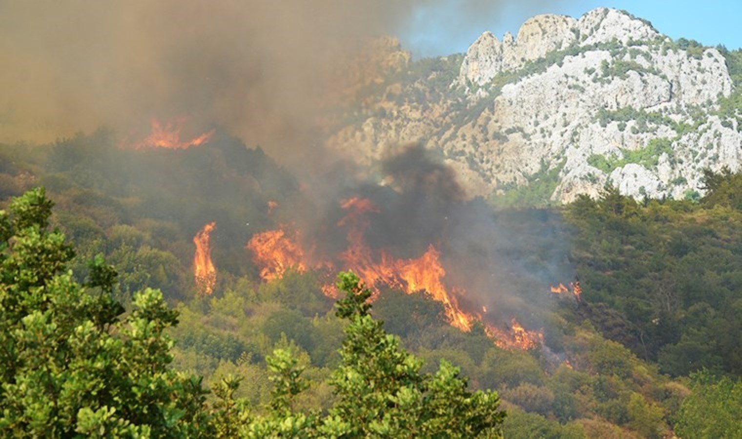 Antalya’daki orman yangınında 65 hektar kül oldu