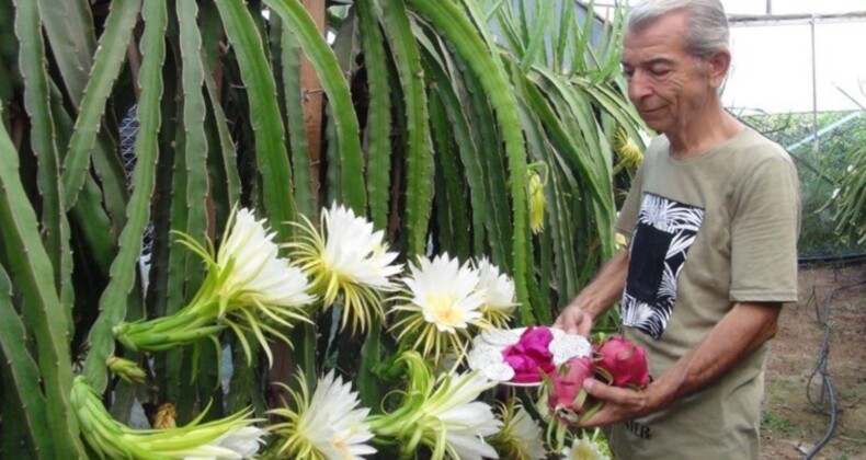 Aşırı sıcaklar hasadını geciktirdi: 1 tanesi 1 kilo ağırlığında