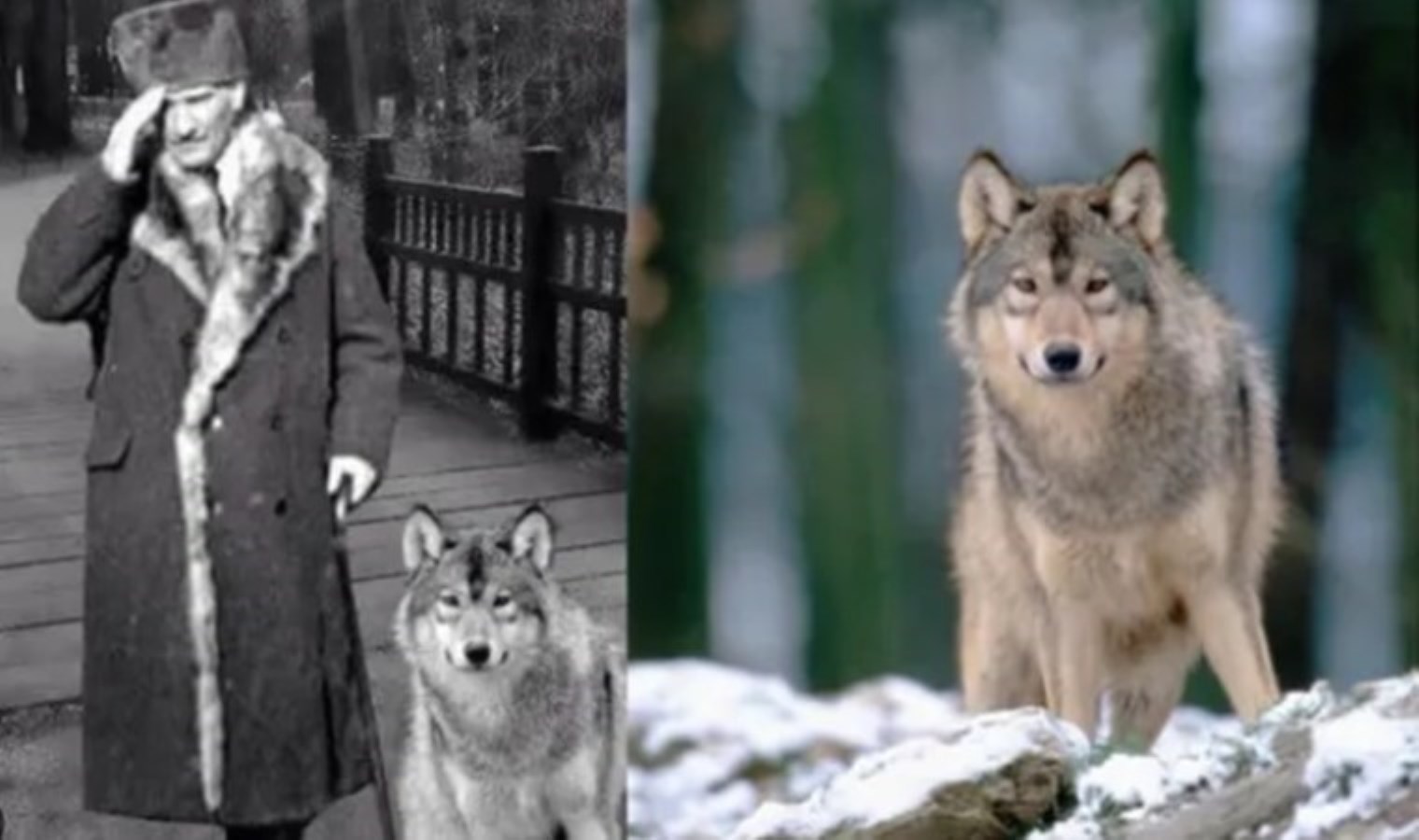 Atatürk’ün kurt ile fotoğrafı gerçek mi?