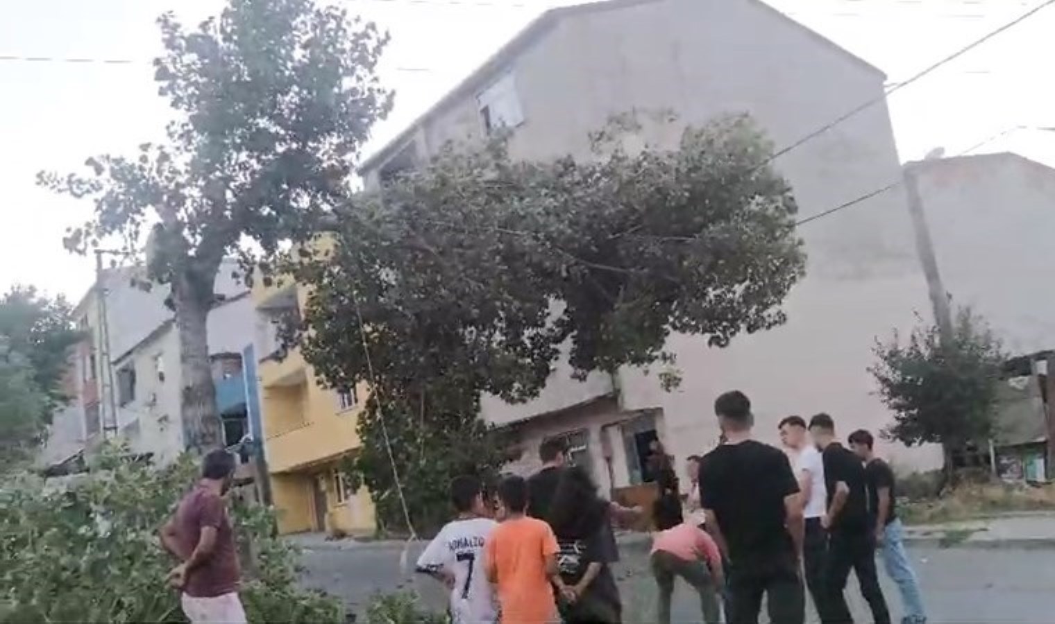 Avcılar’da bir bölümü kesilen ağaç, elektrik hattı üzerinde asılı kaldı