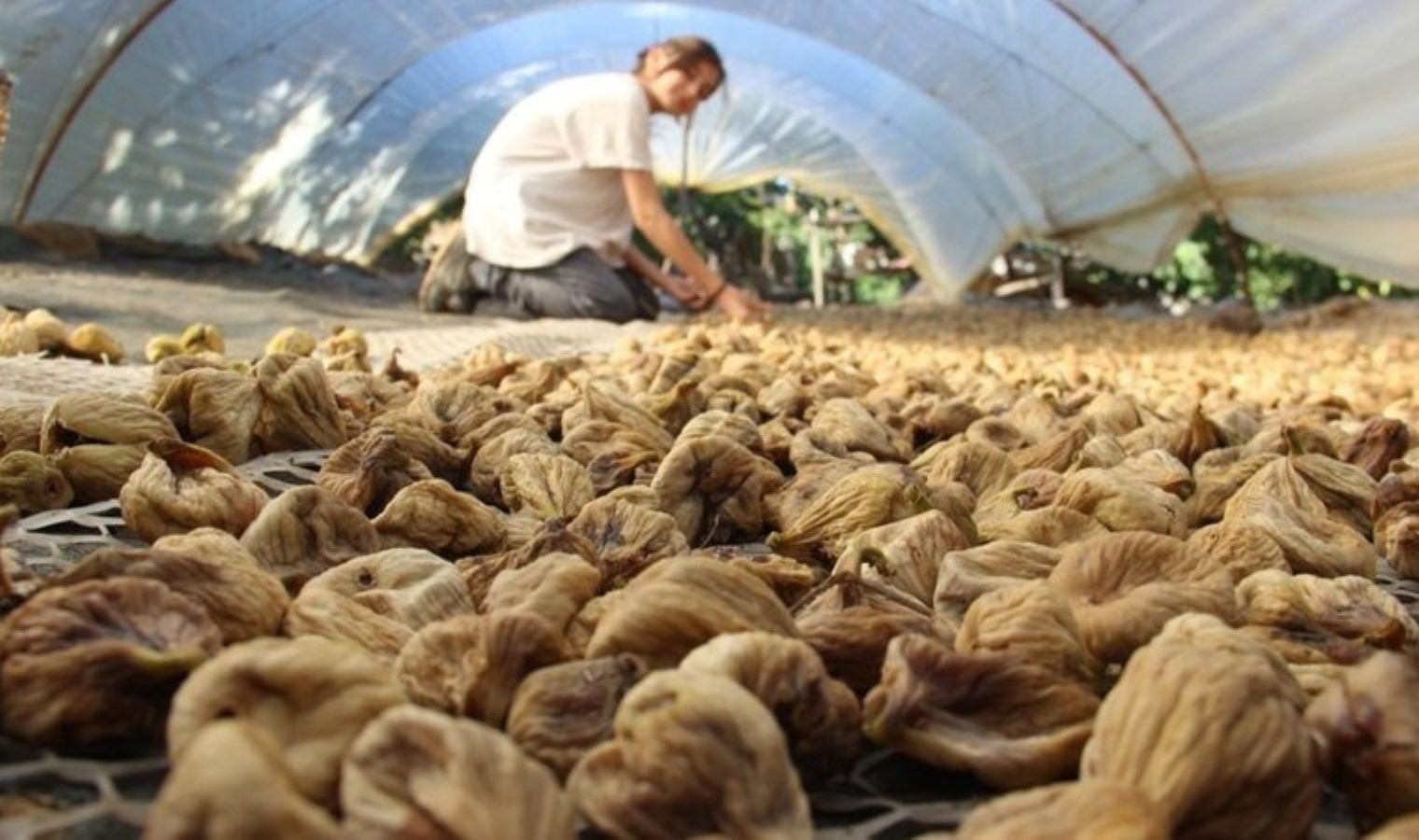Aydın’da hasat başladı: Rekolte düşük, kalite yüksek