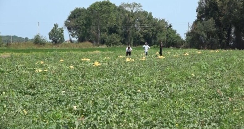 Bafra Ovası’nda hasat başladı: Şeker gibi ürünler tezgahlarda! Dönümü 35 bin liraya düştü…