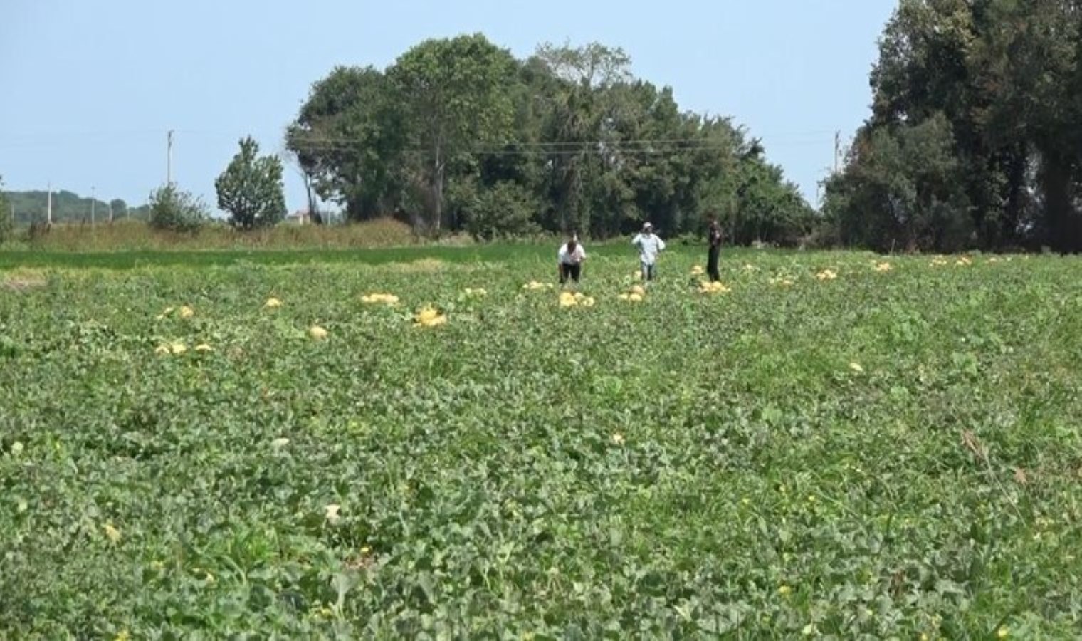 Bafra Ovası’nda hasat başladı: Şeker gibi ürünler tezgahlarda! Dönümü 35 bin liraya düştü…