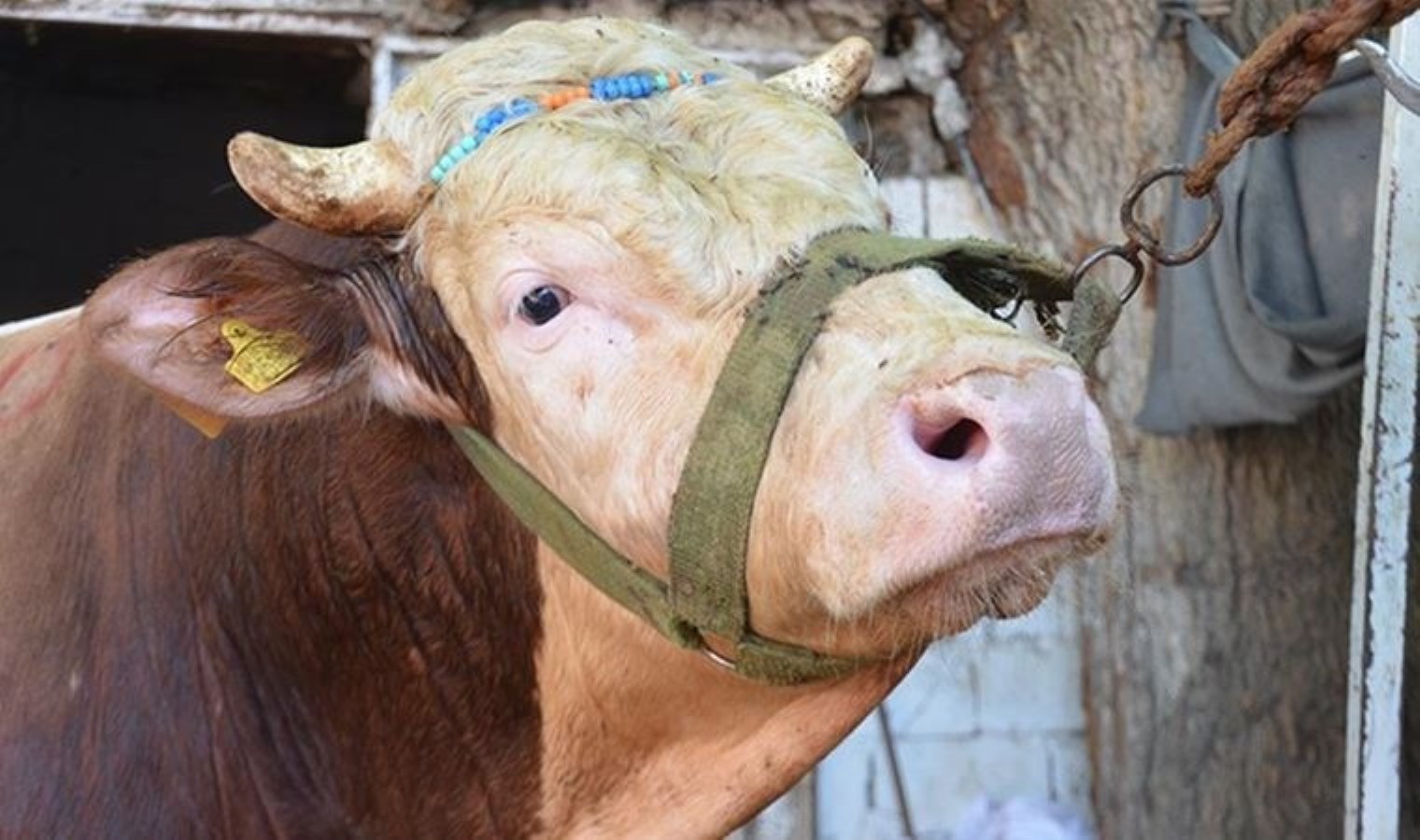 Bakan Yumaklı: Azerbaycan’a 9 bin doz boğa sperması ihraç edildi