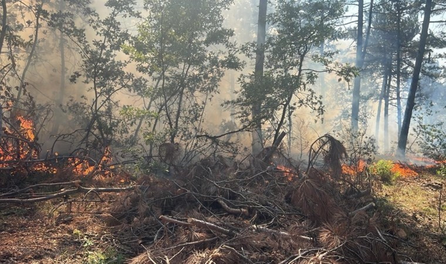 Bilecik’te orman yangını!