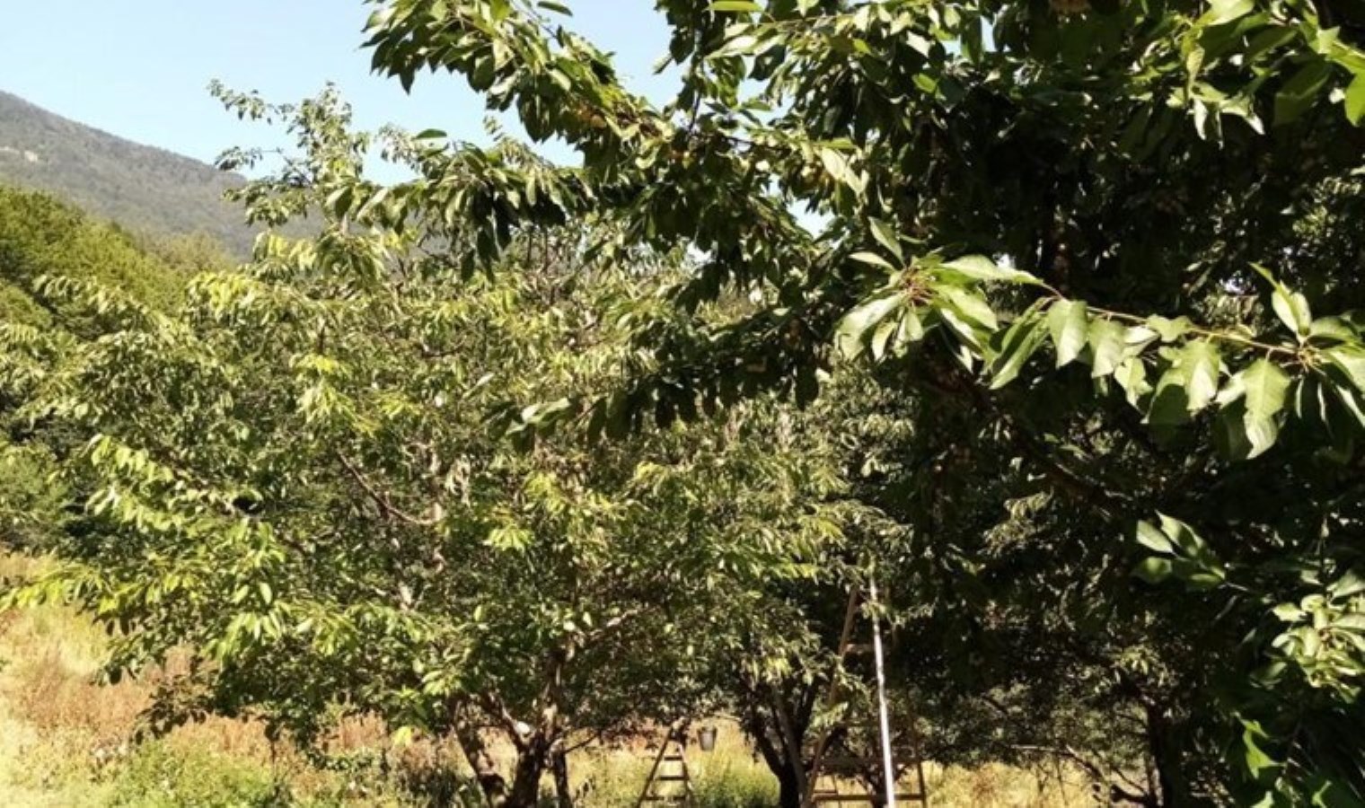 Bin 350 rakımda hasat başladı: Kilosu 80 TL’ye satılıyor