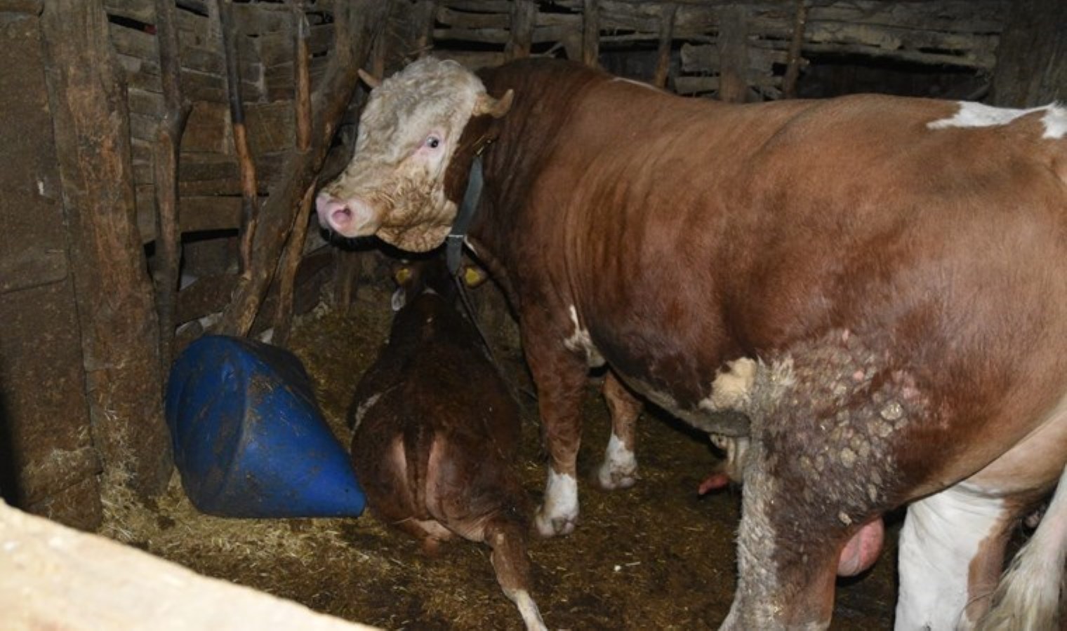 Boğanın boynuzlayıp ezdiği sahibi öldü