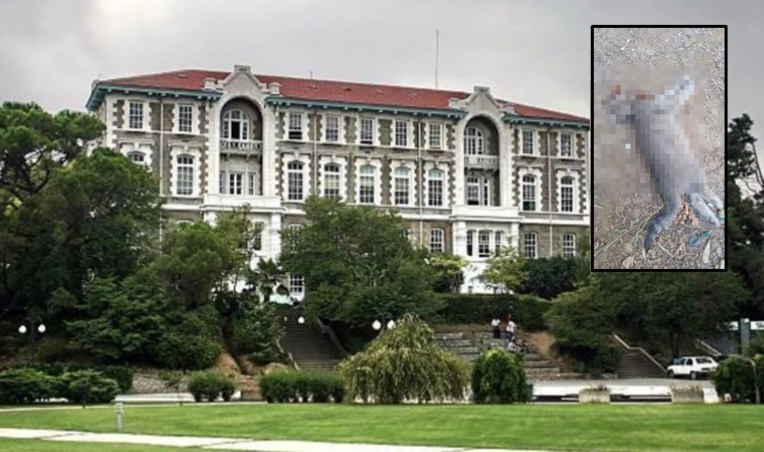 Boğaziçi Üniversitesi’nde korkunç olay: Kafası kesik yavru kedi bulundu