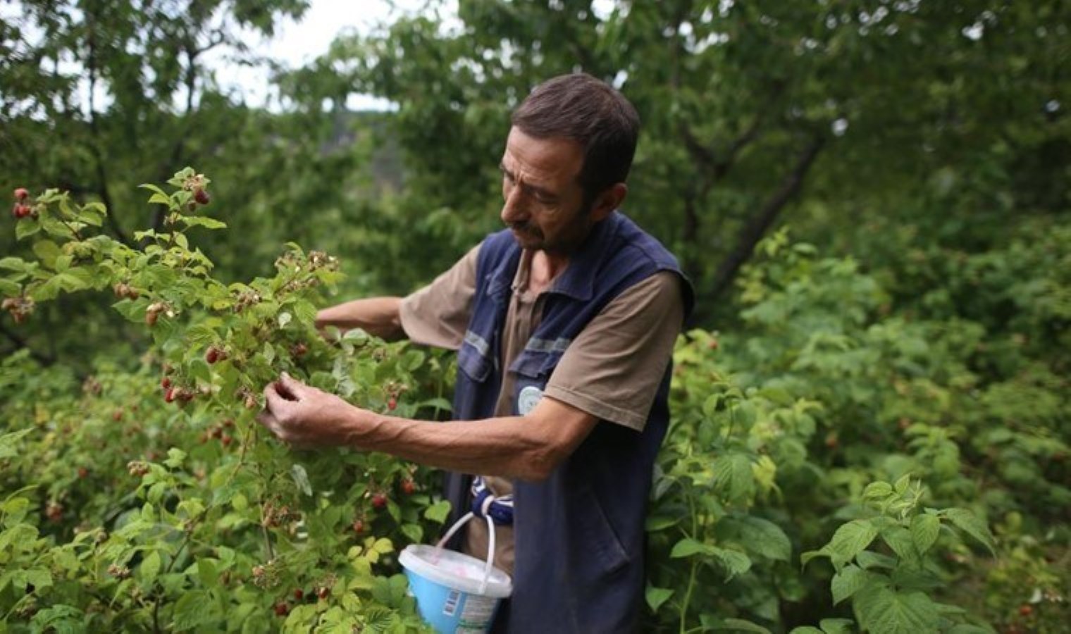 Bu yıl 20 gün erken oldu: Kilosu 60 TL…
