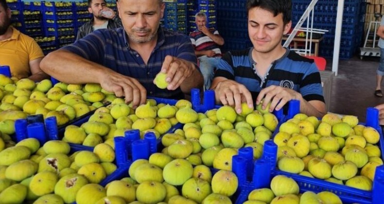 Buharkent’te 40 sürecek hasat erken başladı!