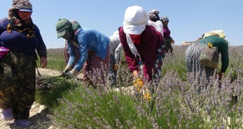 Burdur’da hasat başladı: Litresi 750 TL’den satılıyor