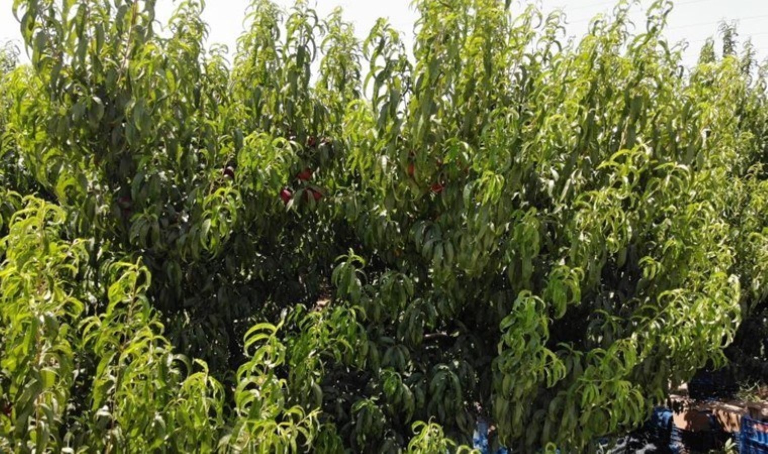 Bursa’nın meşhur lezzetinde şeftalisinde 14 bin ton rekolte bekleniyor