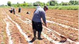 Çay ve buğdayda düşük fiyat nedeniyle düş kırıklığı sürerken sırada fındık var