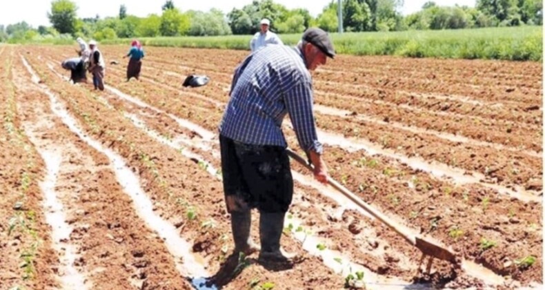 Çay ve buğdayda düşük fiyat nedeniyle düş kırıklığı sürerken sırada fındık var