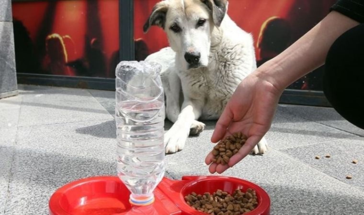 CHP Balıkesir Serkan Sarı, hayvan hakları savunucularının topladığı imzaları TBMM Başkanı Numan Kurtulmuş’a iletti