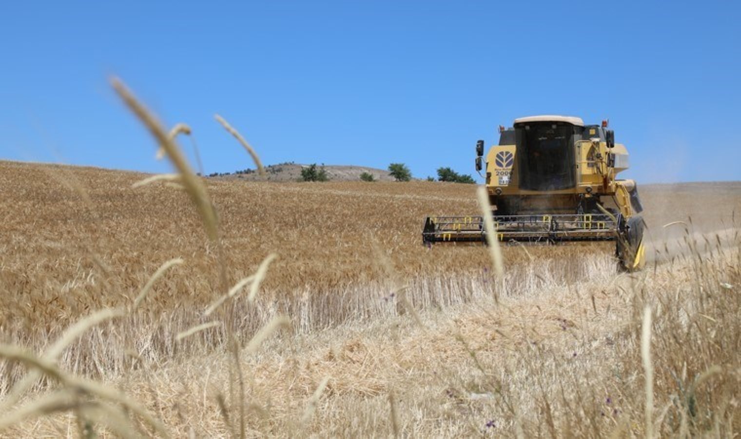 Çubuk Ovası’nda hasat başladı: Dönüm başına 400 kilo rekolte…