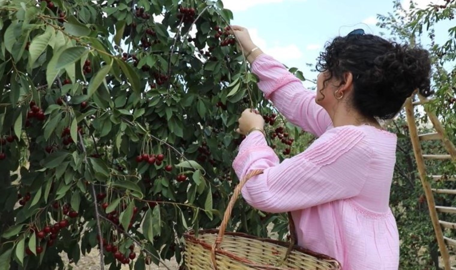 Çubuk’ta hasat öne çekildi: Mesai sabahın ilk ışıklarında başlıyor….