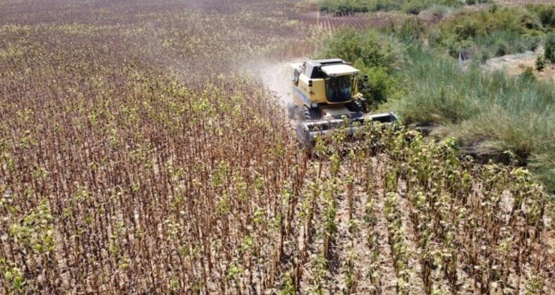 Çukurova’da hasat başladı: Rekoltenin yüzde 50’den fazlası düştü…