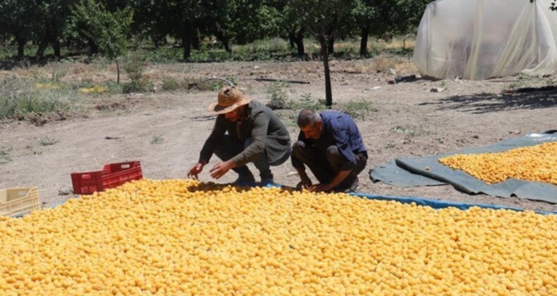 Dalından 115’den fazla ülkeye ihracat: 40 bin ailenin geçim kaynağı…