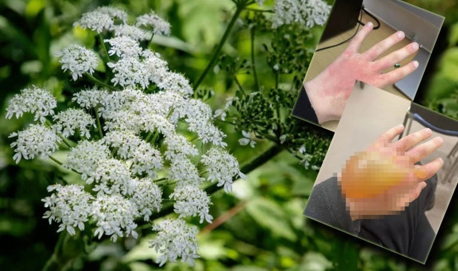 Dünyanın en tehlikeli bitkisi… Türkiye’de nerelerde var?