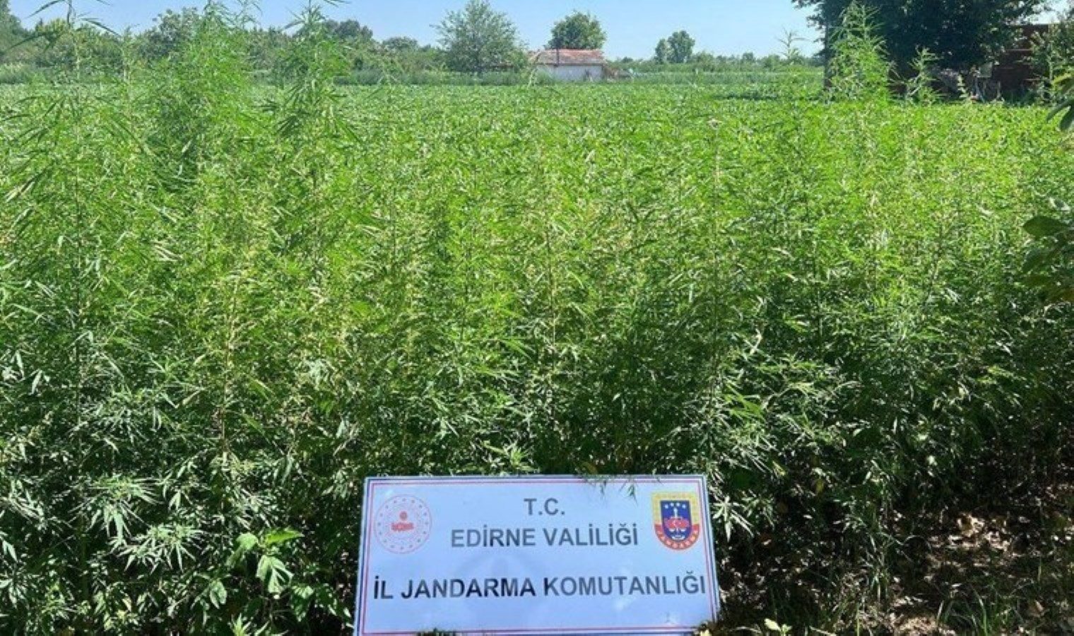 Edirne’de tarlada 6 bin kök Hint keneviri ele geçirildi