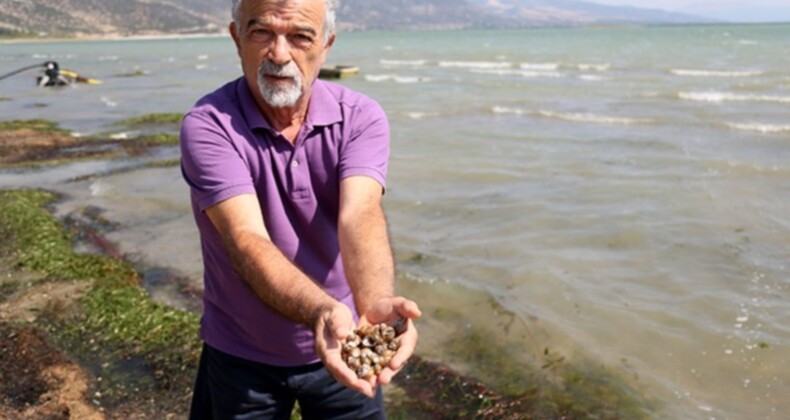 Eğirdir Gölü’nde tedirgin eden görüntü: Binlerce kabuklu su canlısı ölüsü kıyıya vurdu