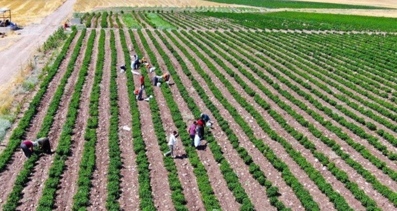 Eğitim hayatını bırakıp, 50 dönüm arazide üretime başladı! İlk hasadını yaptı: Tarlada 10 lira…