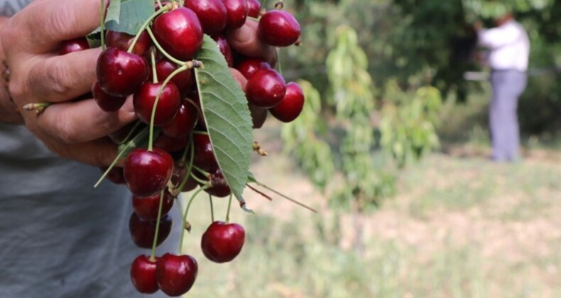 Eldivan kirazında 400 ton rekolte bekleniyor: 200 tonu sanayi, 200 tonu da sofralık!