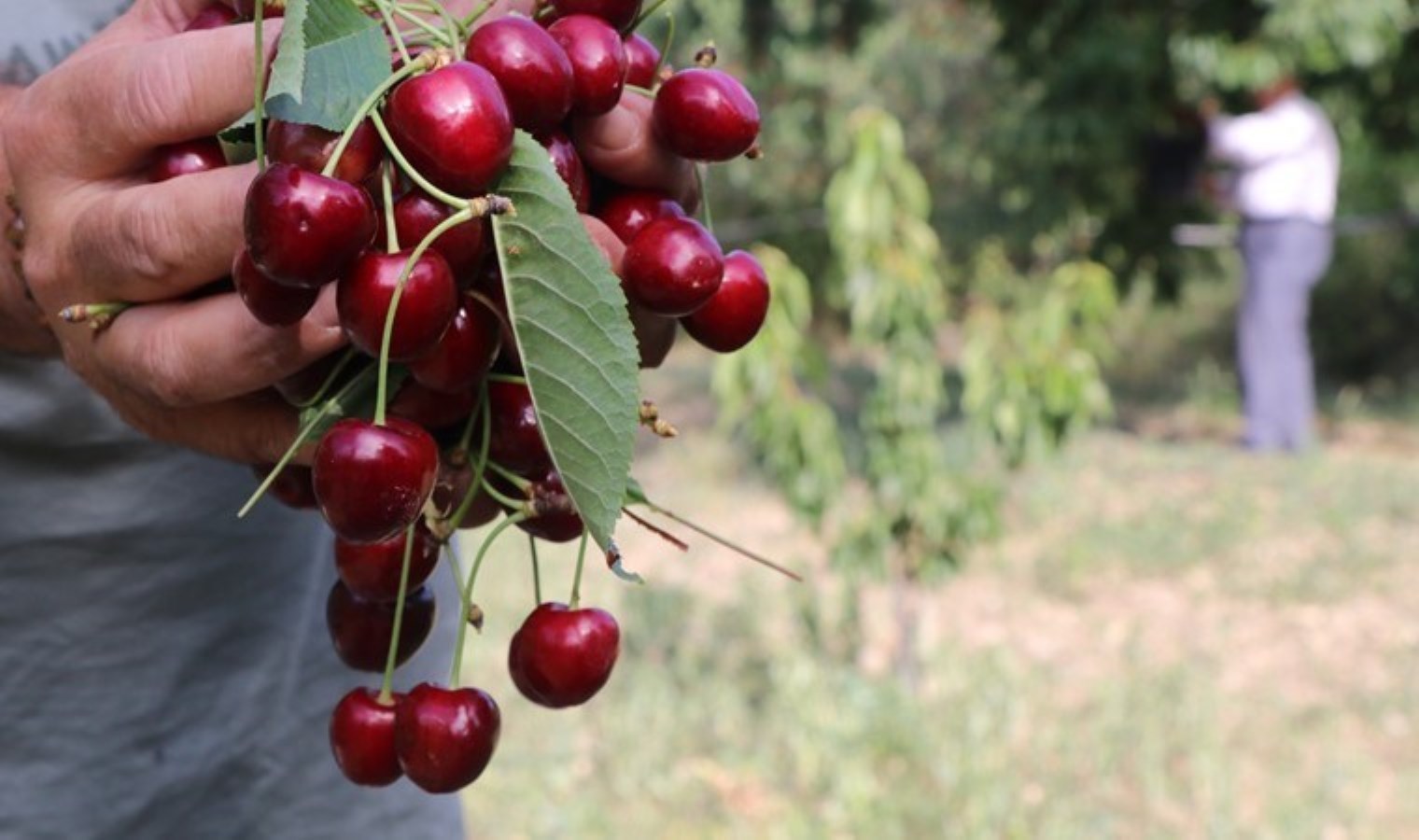 Eldivan kirazında 400 ton rekolte bekleniyor: 200 tonu sanayi, 200 tonu da sofralık!