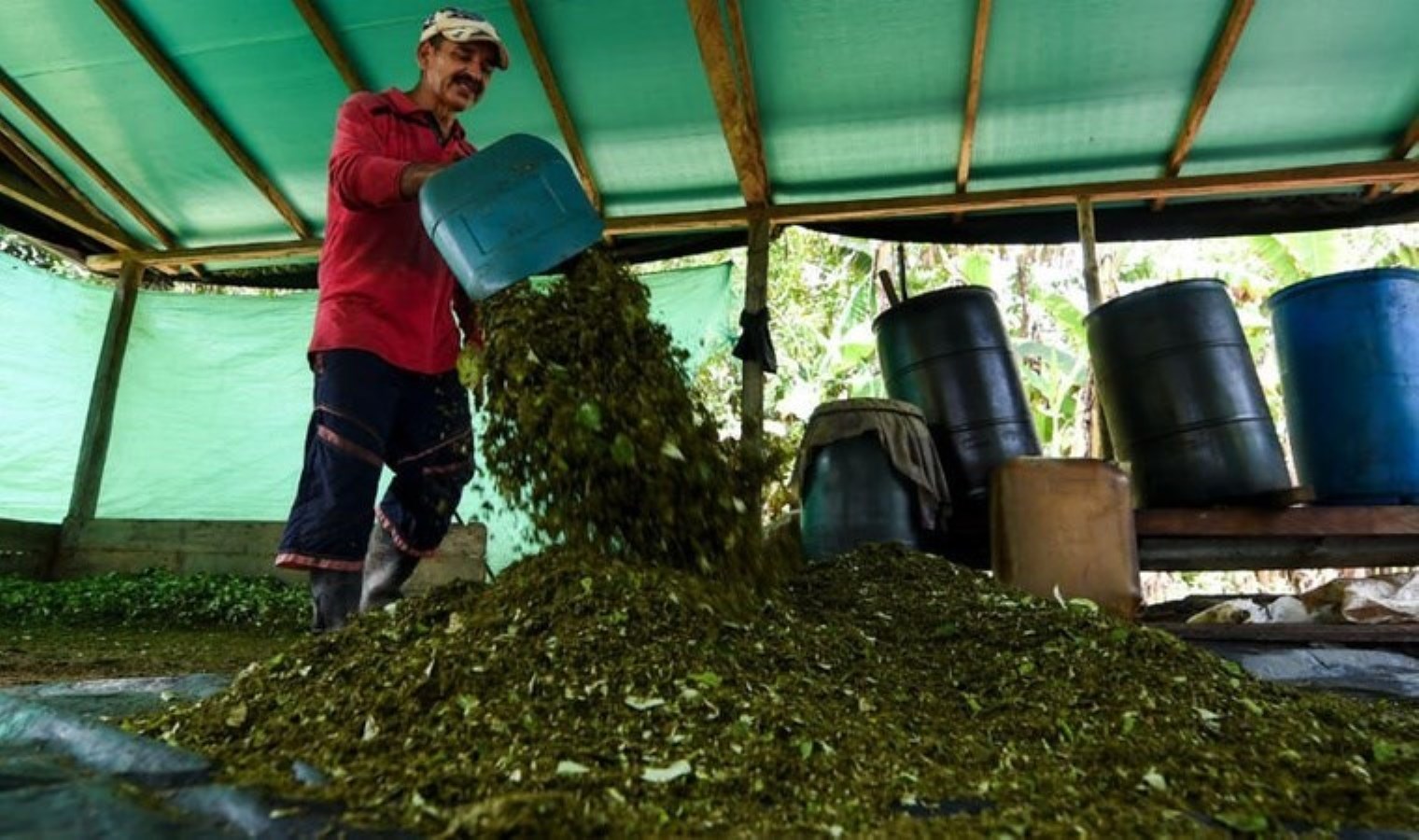 En büyük kokain üreticisi ülkede satışlar yavaşladı: ‘Hiç bu kadar dramatik bir gerileme görülmedi…’
