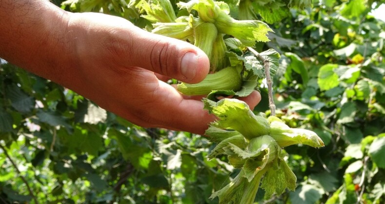 Fındık üreticilerine erken hasat uyarısı: Rekolte ve kalite kaybı yaşanabilir