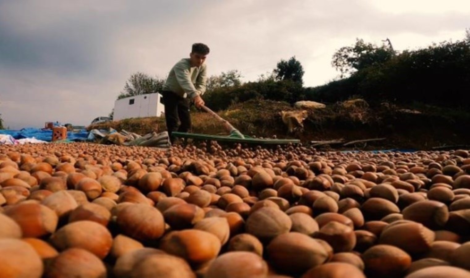 Fındıkta gözler TMO’ya çevrildi: Çiftçi eyleme hazır