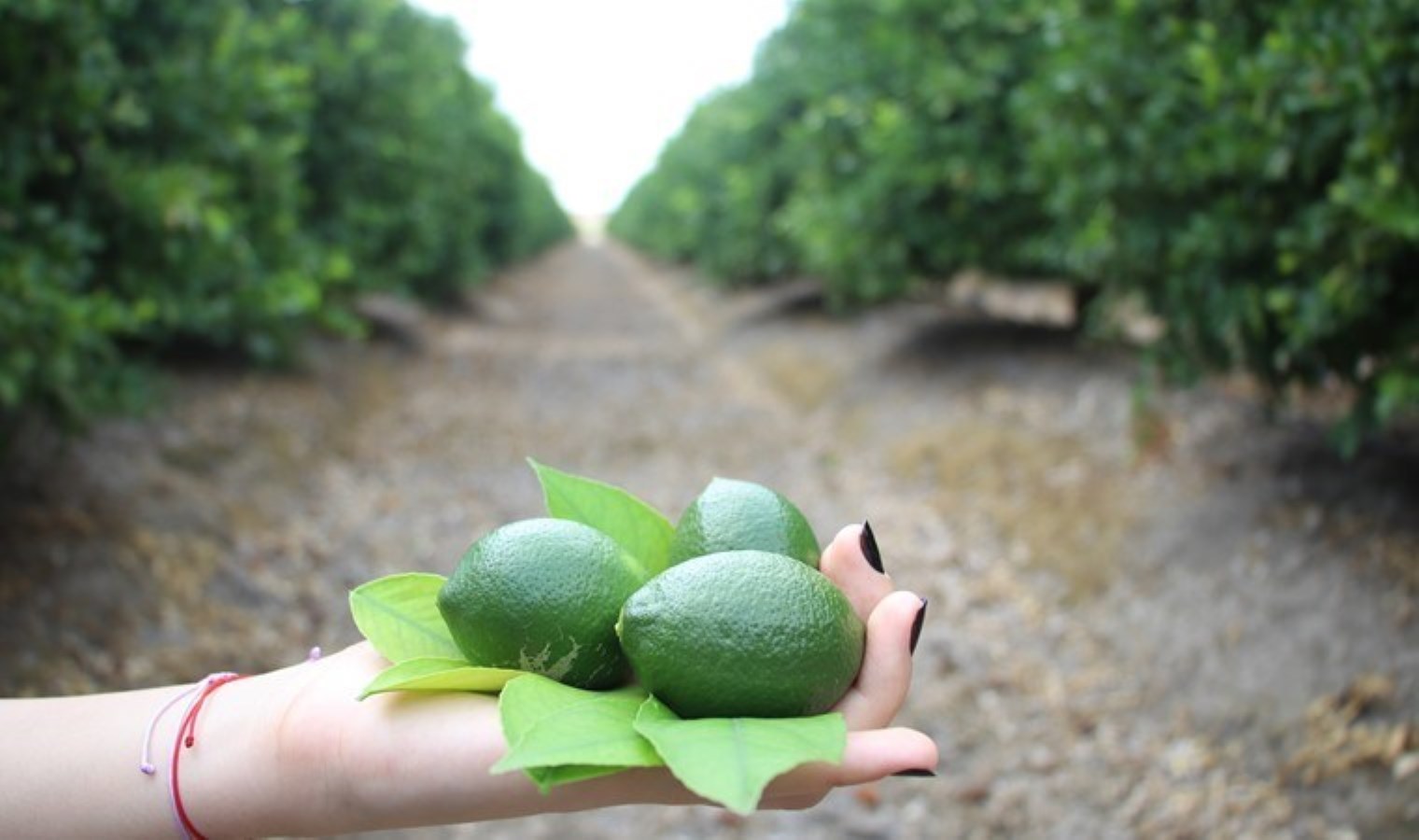 Fiyatı 4 liradan 30 kuruşa düşmüştü! Umutlar tufanda hasatta…