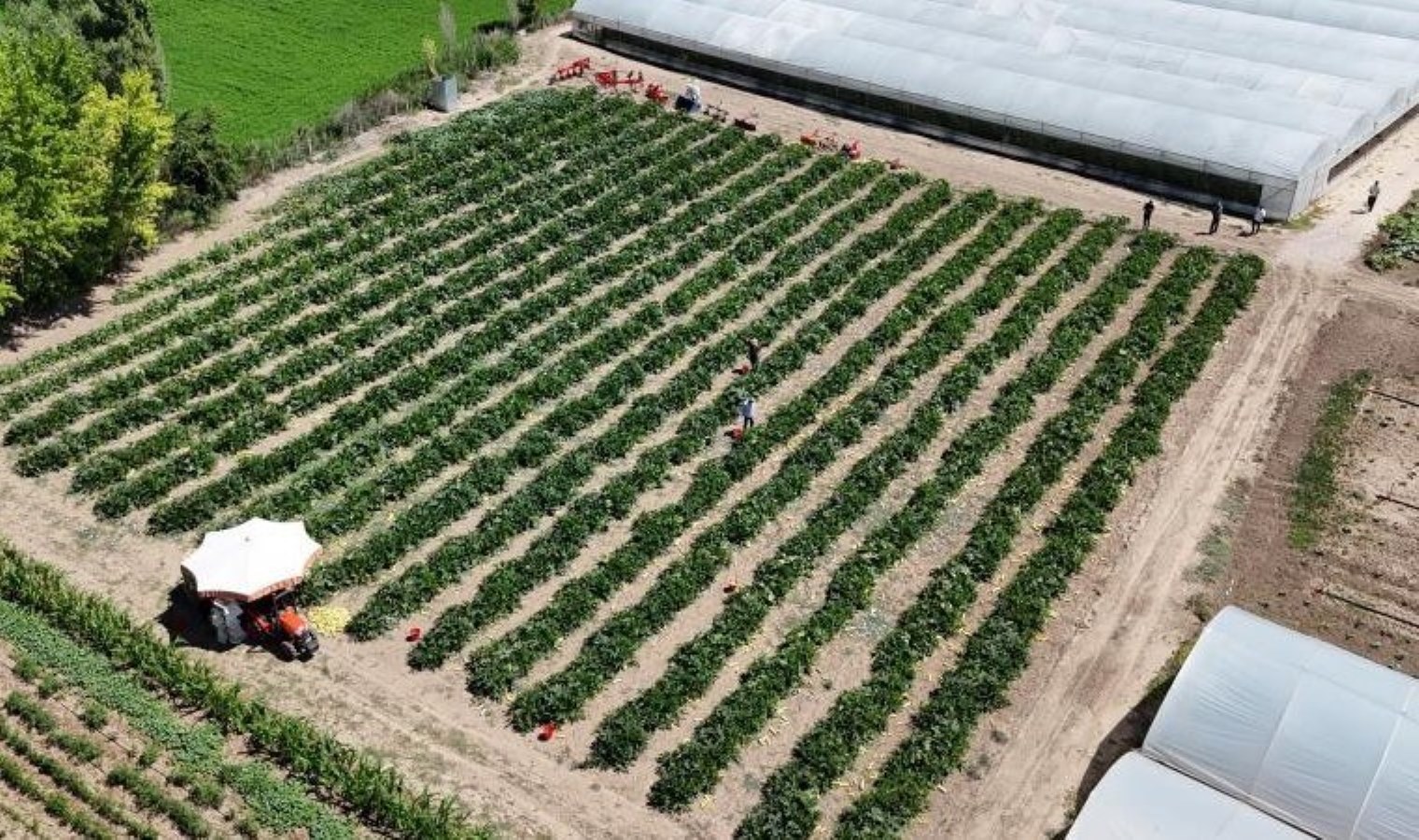 Fiyatı 5 liraya kadar düşmüştü: Eskişehir’de salatalık ve kabak fiyatları üreticiyi tatmin edecek seviyeye ulaştı