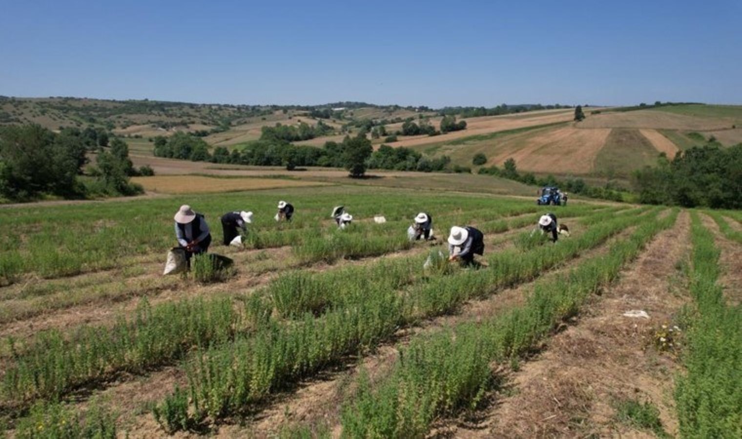 Geçen yıl 37 hektar alana ekilmişti… İlk hasadı yapıldı!