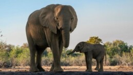 Güney Afrika’da safari faciası: Fotoğraf çekmek isteyen turist fil saldırısında ezildi