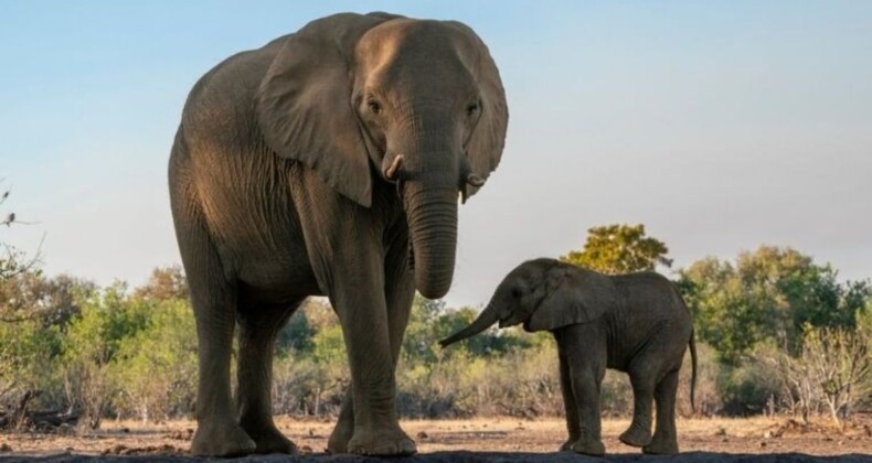 Güney Afrika’da safari faciası: Fotoğraf çekmek isteyen turist fil saldırısında ezildi