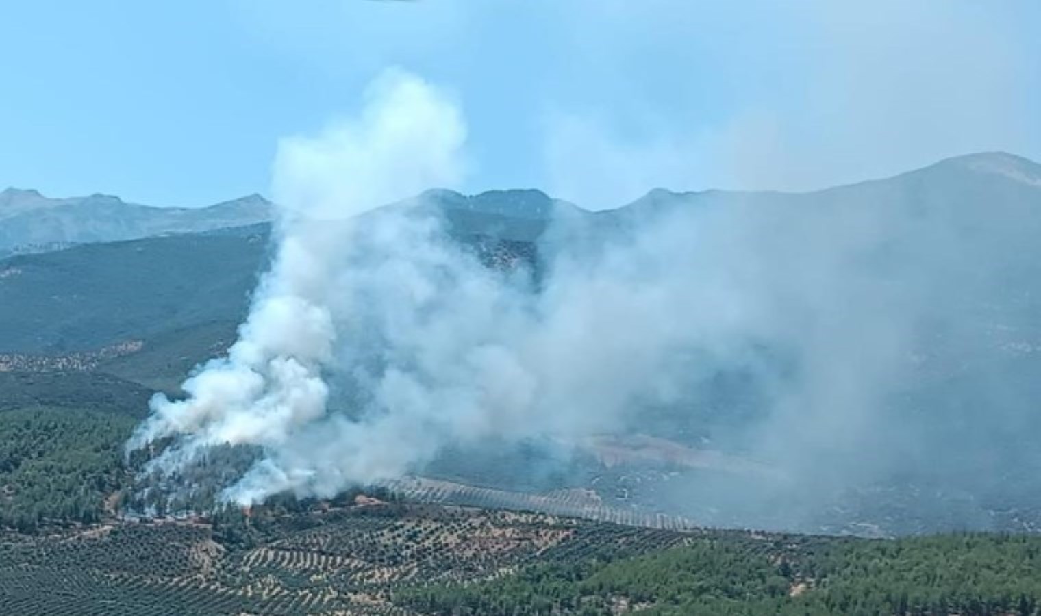Hatay’da orman yangını!