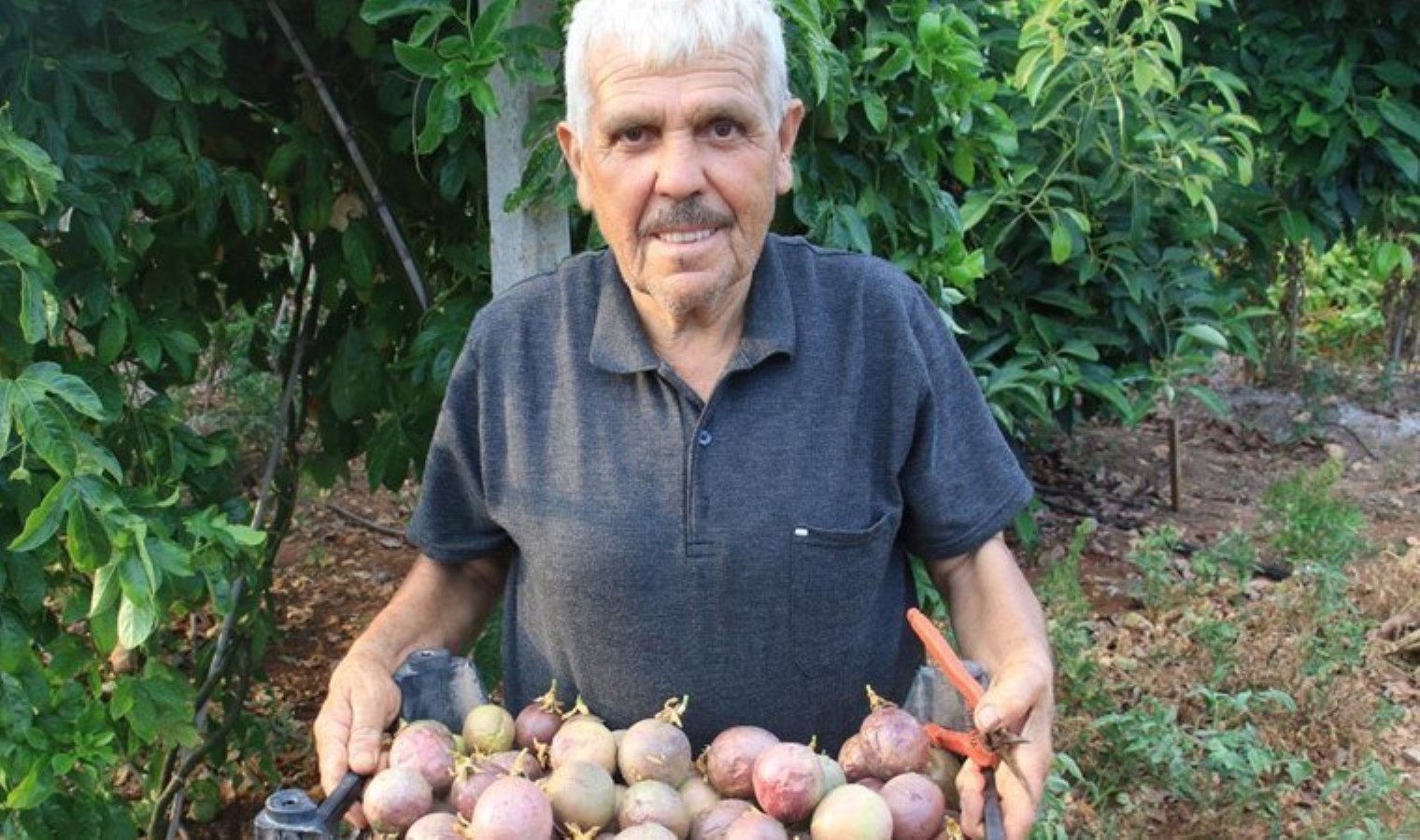 Her gün kasa kasa hasat yapıyor! Tropikal ‘aşk meyvesi’ üreticisini sevindirdi: Kilosu 100 TL