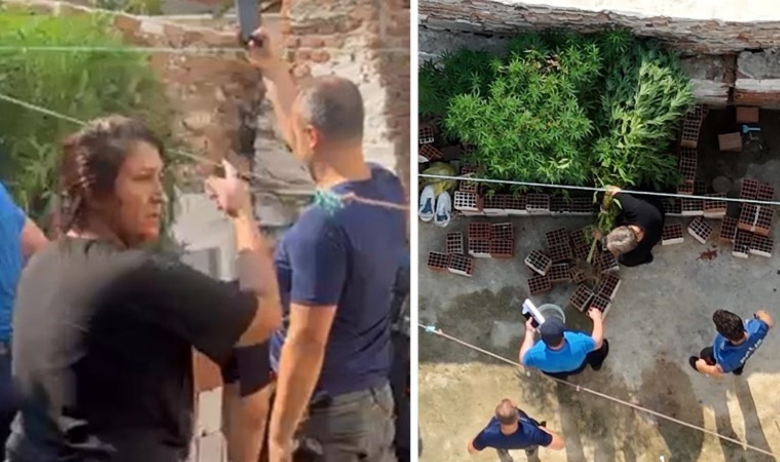 Hint keneviri yetiştirilen evin sahibinden ilginç savunma: ‘Su döktüm büyüdüler’