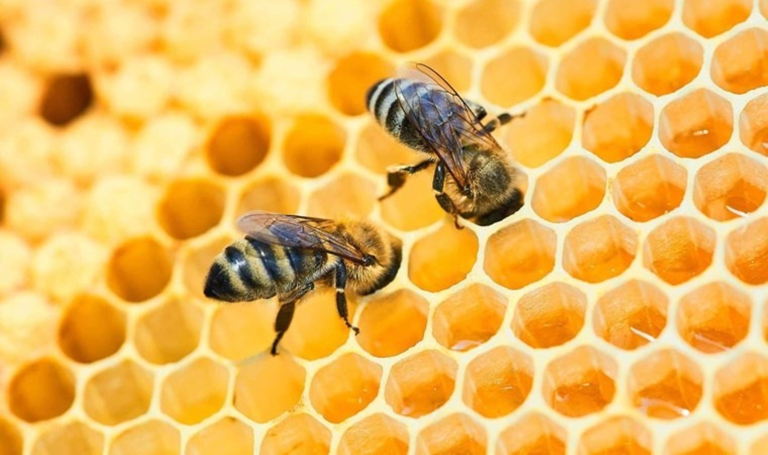 İran’ın İlam eyaletinde bal arılarının yüzde 80’i yok oldu