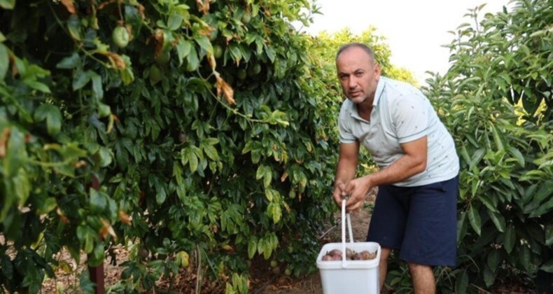 İşini bıraktı tropikal meyve üreticisi oldu! Günlük 150 kilo hasat yapıyor, siparişlere yetişemiyor