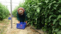 Isparta’da yayla şartlarında hasat başladı: 15 bin ton rekolte bekleniyor…