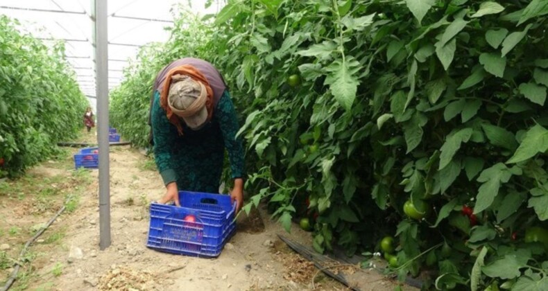 Isparta’da yayla şartlarında hasat başladı: 15 bin ton rekolte bekleniyor…