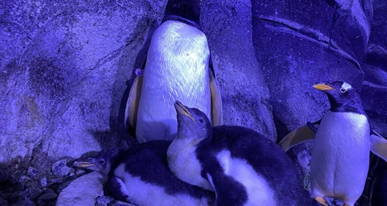 İstanbul’da gentoo türü dört penguen dünyaya geldi